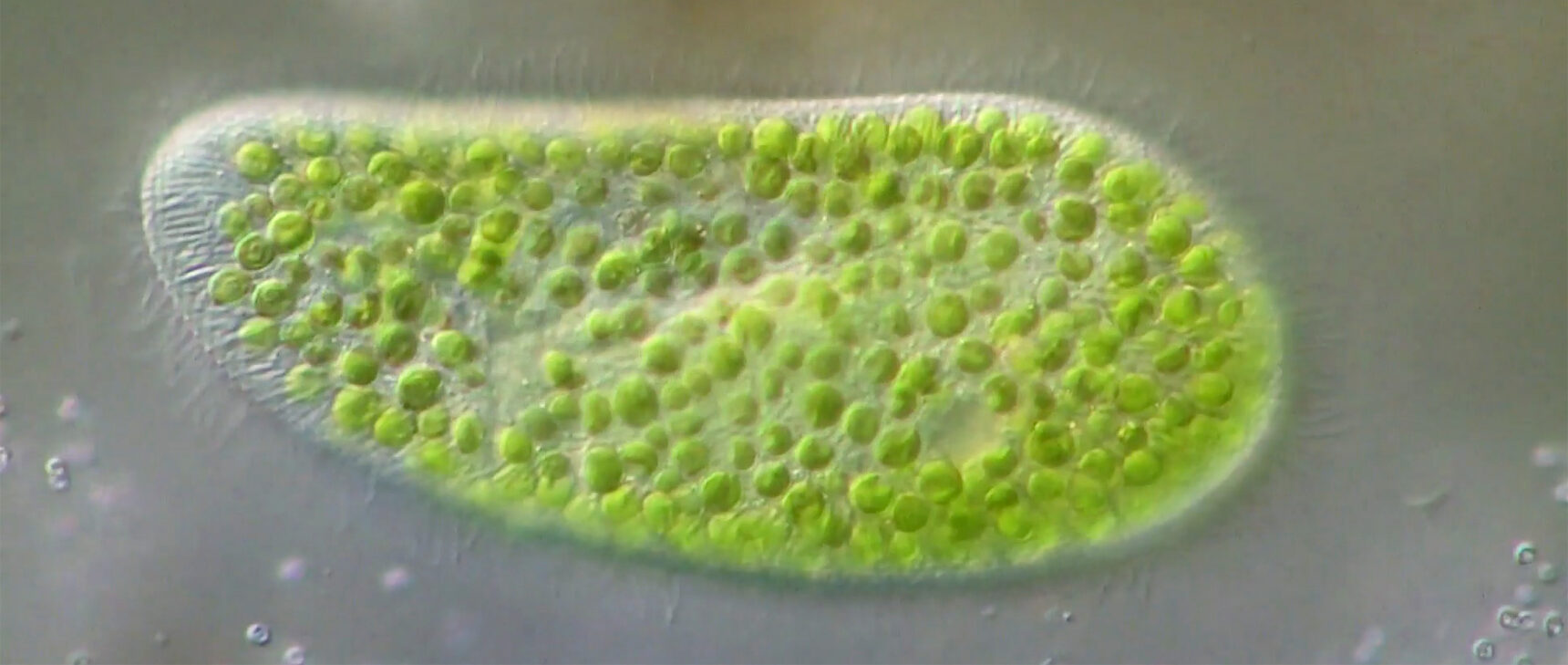 Video of a swimming Paramecium bursaria, with its Chlorella endosymbionts.